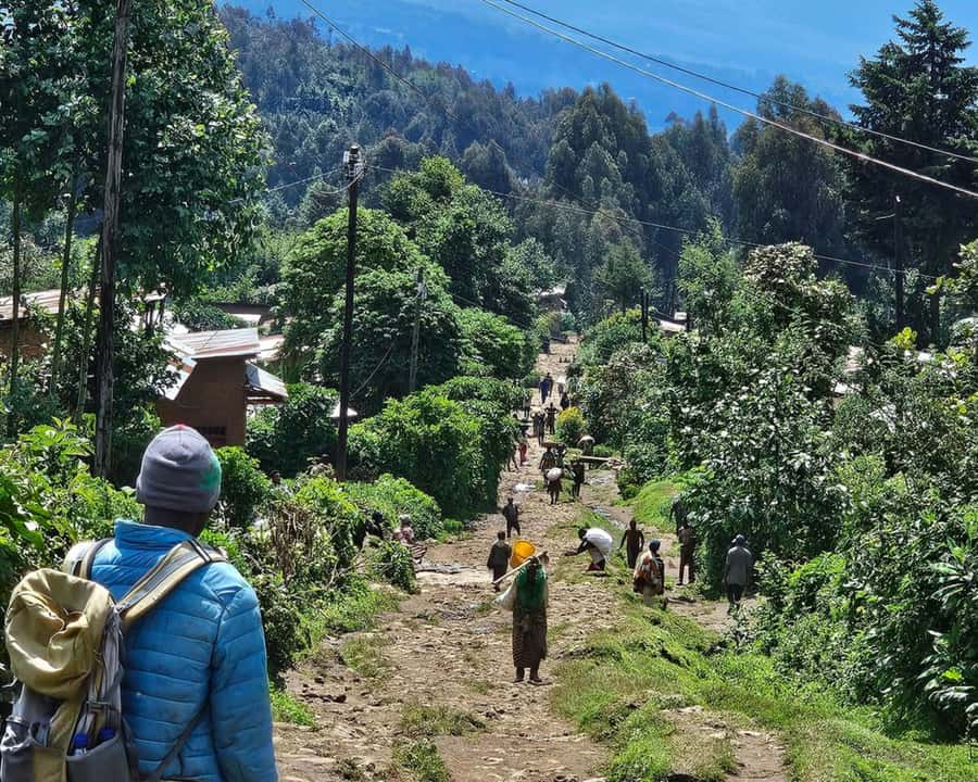 Golden Monkey Trekking with lunch - Golden Monkey Tracking: Short, Focused, and Less Strenuous