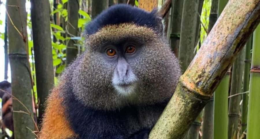 Golden Monkey Trekking with lunch - Safety Briefing, Porter Options, and What to Bring