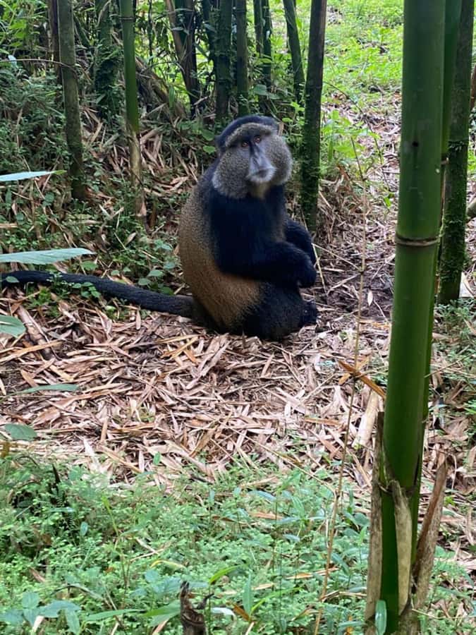 Golden Monkey Trekking with lunch - Who This Golden Monkey Day Trip Fits Best