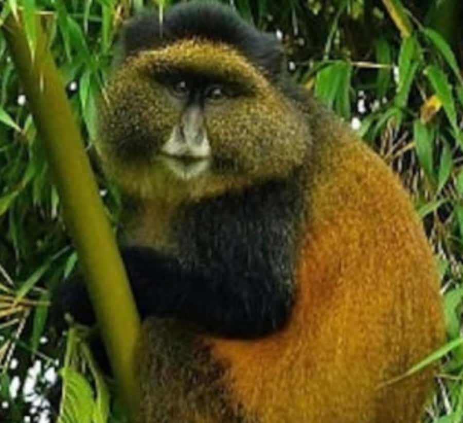 Golden Monkey Trekking with lunch - Should You Book This Tour?