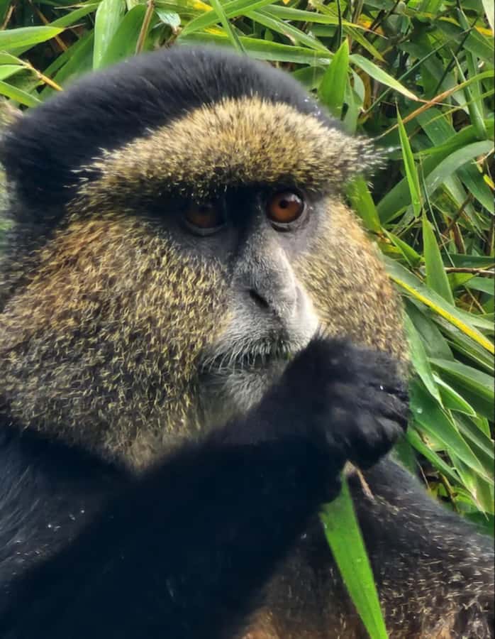 Golden Monkey Trekking with lunch - FAQ