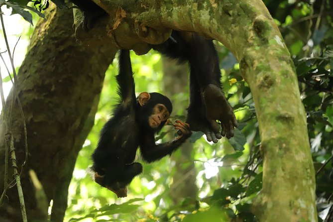 Gombe National Park Chimpanzee Trekking - Timing is not a gimmick: picking your start time