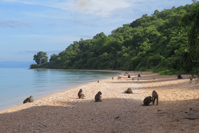 Gombe National Park Chimpanzee Trekking - Conservation-minded viewing: rules that protect chimps