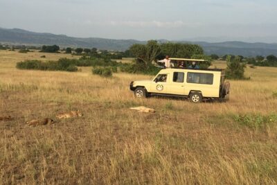 Gorilla & Chimpanzee Trekking in Uganda - 5 Days - Ishasha tree-climbing lions on the way to Bwindi