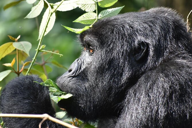 Gorilla & Chimpanzee Trekking in Uganda - 5 Days - Price and what’s included in the $3,630 private package