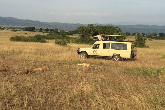 Gorilla & Chimpanzee Trekking in Uganda - 5 Days - Ishasha tree-climbing lions on the way to Bwindi