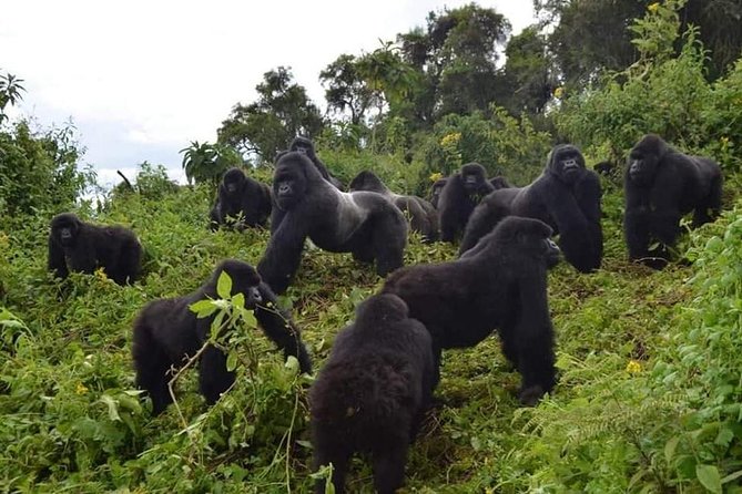 Gorilla trekking &wildlife adventure in Rwanda - Key things that make this Rwanda primate-and-wildlife trip work
