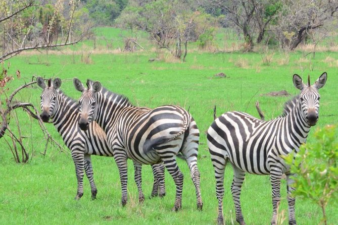 Gorilla trekking &wildlife adventure in Rwanda - Volcanoes National Park and gorilla trekking: what you’re paying for