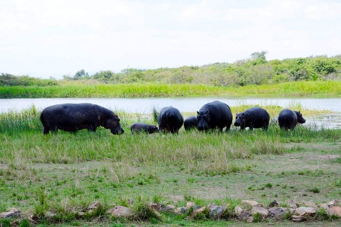 Gorilla trekking &wildlife adventure in Rwanda - Guides, drivers, and real-world service in Rwanda