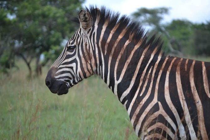 Gorilla trekking &wildlife adventure in Rwanda - Price and value: what $7,687 covers and what it doesn’t