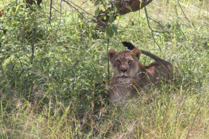 Gorilla trekking &wildlife adventure in Rwanda - What to pack for Rwanda treks and game drives