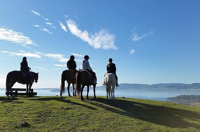 Guided Horse Trekking from Rotorua - Terrain and Timing: What Uneven Ground Feels Like