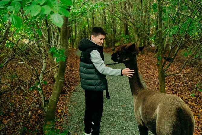 Guided Scenic Alpaca Trekking Experience Northern Ireland - Where You Meet BallyBurren Outdoor Escapes and How the Session Starts