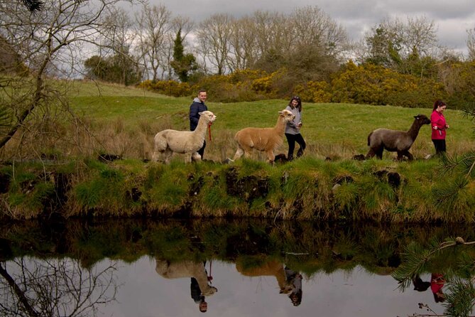 Guided Scenic Alpaca Trekking Experience Northern Ireland - Time, Pace, and What 1 Hour 30 Minutes Really Means