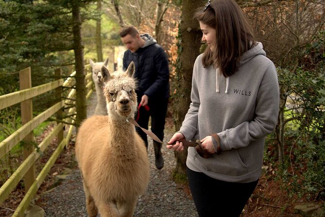 Guided Scenic Alpaca Trekking Experience Northern Ireland - Meeting Your Chosen Alpaca: What the Ranger Actually Does