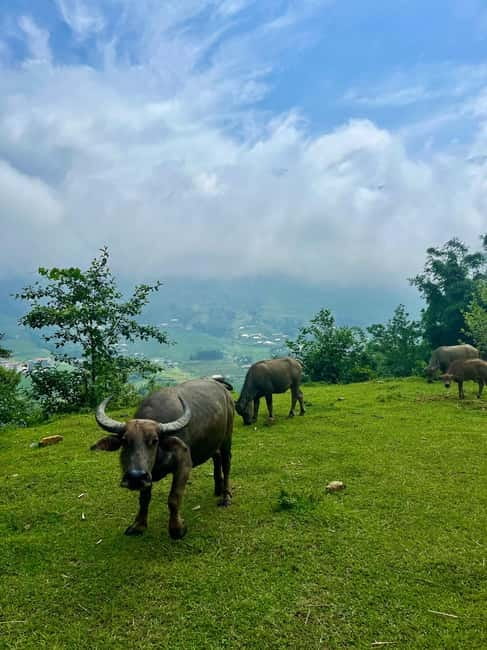 Ha Noi-Sapa Authentic Trek & Homestay wih hmong women (2D1N) - Day 2 trek: bamboo forest paths, terraced rice, and Giang Ta Chai waterfall