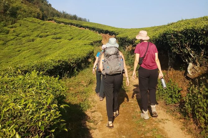 Half Day Hiking in Munnar Trekking Tour - Meeting your guide on the trail: what “expert” looks like here