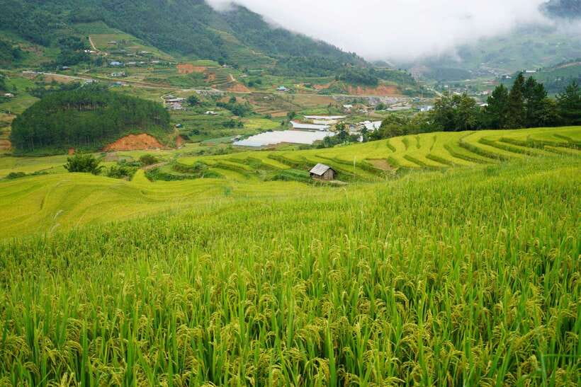 Half Day Sapa Trekking to Visit Lao Chai - Ta Van - Lao Chai: rice terraces, Muong Hoa Stream vibes, and Hmong village life