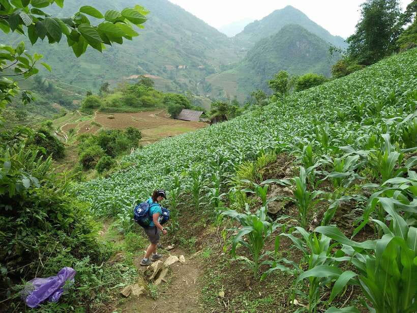 Hanoi- SaPa: 3-Day Homestay Trek to Explore Ethnic cultures - Day 3: Ban Ho sunrise and Nam Tong with the Red Dzao