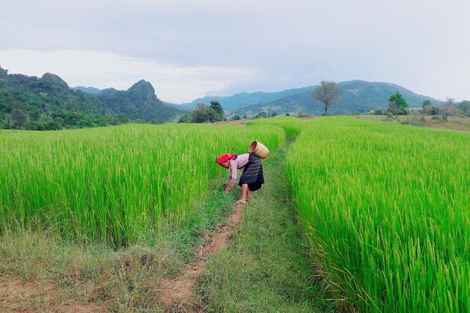 Hello, who like to make fantastic trek with the most experienced guide in Kalaw. - Forest-to-field variety: pine woods, rainforest patches, and rice crossings
