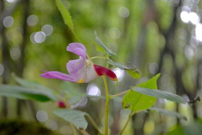 High Mountain Day Trek - Plant talk you can actually use: what your guide focuses on