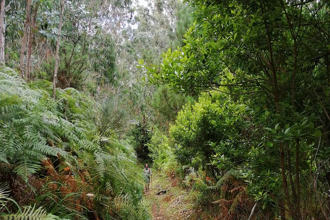 Hiking and Trekking tours in Madeira - Nature Talk in English: Flora, Fauna, and Why It Adds Value