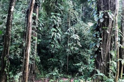 Hunter Trails, 3 days difficult trekking with Camping & Homestay - Day 2 rhythm: early wake-ups, jungle coffee, and deep primary forest walking