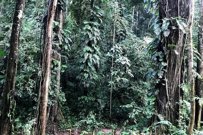 Hunter Trails, 3 days difficult trekking with Camping & Homestay - Day 2 rhythm: early wake-ups, jungle coffee, and deep primary forest walking