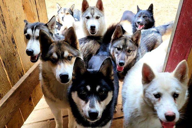 Husky Trekking in Natural Park near Vilnius - Choosing your distance: how the walk really works