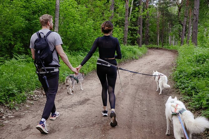 Husky Trekking in Natural Park near Vilnius - Your husky setup: belts, brief training, and command control