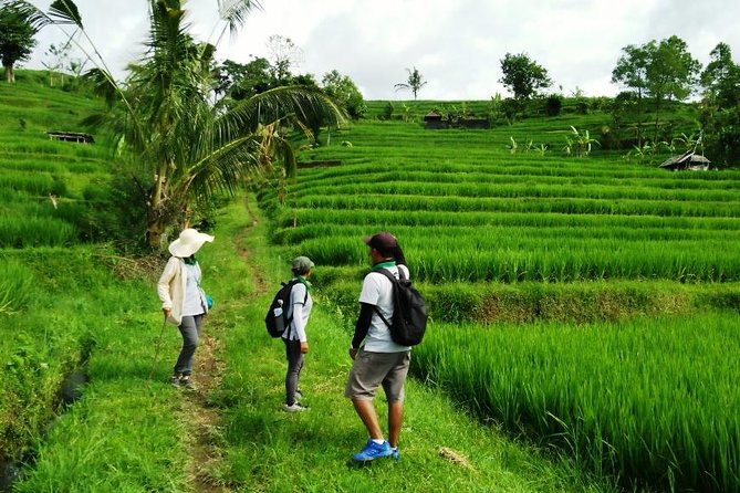 Jatiluwih full day e-bike cycling with lunch & trekking program - What the guides add (and why names matter)