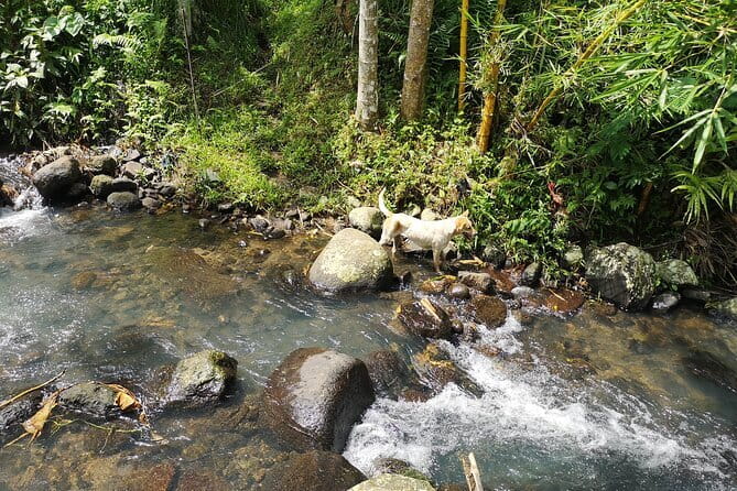 Jungle Trekking at Mt. Batukaru, scenic Waterfall & village life - Pace, Breaks, And Staying Comfortable In Humid Conditions