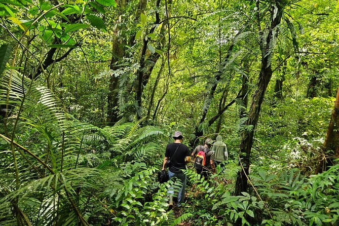 Jungle Trekking at Mt. Batukaru, scenic Waterfall & village life - Mount Batukaru Jungle Trek: Two Hours Of Real Ranger Talk