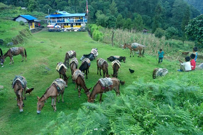 Kanchenjunga South Base Camp Trek - 13 Days - Why Kanchenjunga South Base Camp Feels Different