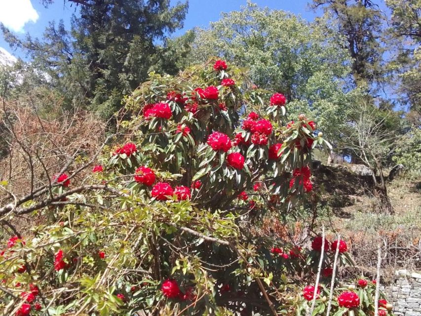 Kathmandu: 10-Day Adventurous Annapurna Circuit Trek - What’s Included (and Why the Price Looks Fair for a 10-Day High Mountain Trek)