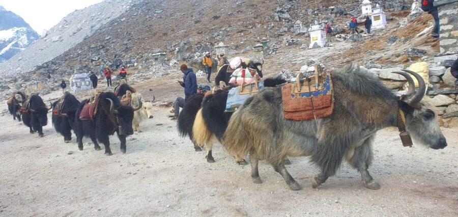 Kathmandu: 14-Day Everest Base Camp with Kala Patthar Trek - Lodges, food, and the reality of hot showers