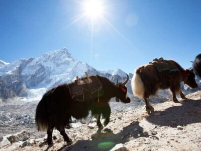 Kathmandu: 6 Days Langtang Valley Trek with Kyanjin Ri - Ghoda Tabela (and the Waterfall/Forest Moments) at Around 2,900m