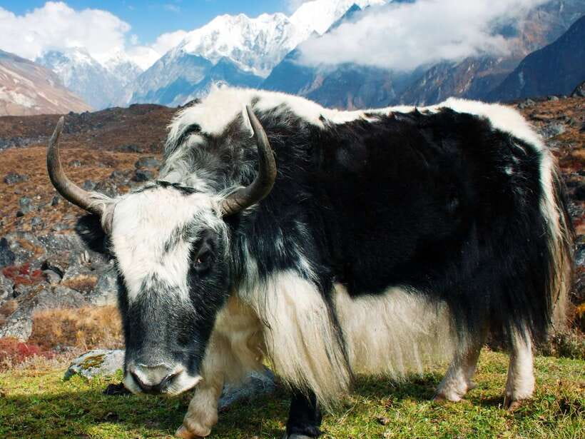 Kathmandu: 6 Days Langtang Valley Trek with Kyanjin Ri - Price and Value: What $179 Actually Means for Your Trek