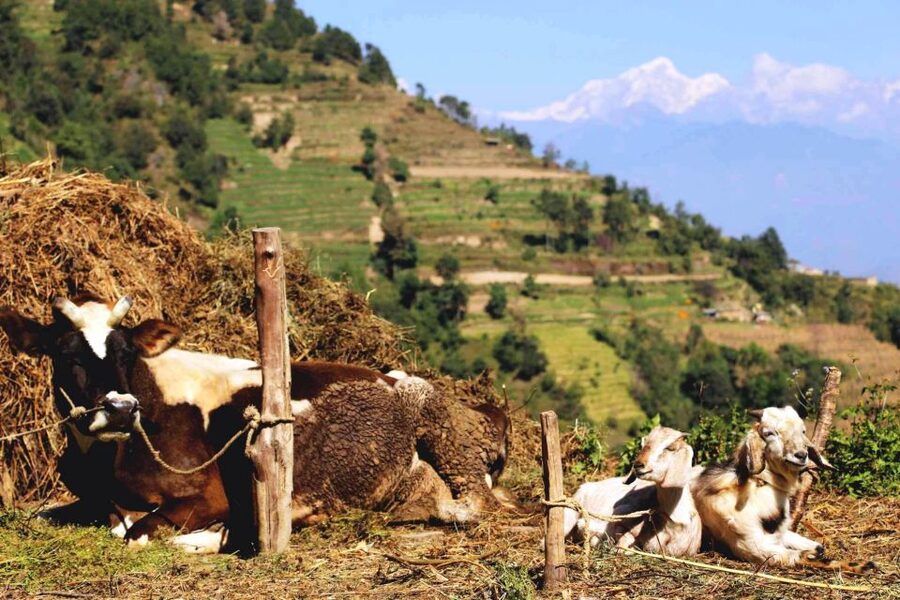 Kathmandu: Chisapani Nagarkot 3-Days 2-Nights Trek - Who This Trek Fits Best (And Who Might Want Another Option)