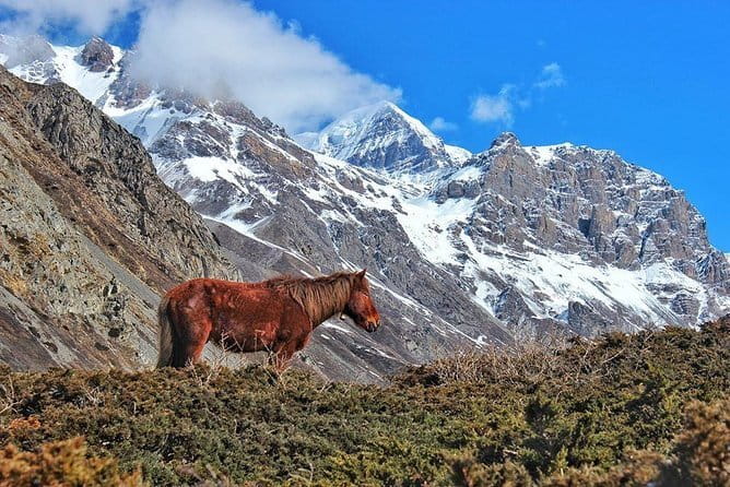 Kathmandu to Langtang Valley 7-Day Trek - Day 5: Kyanjin Ri day-trip to 4,773m panoramas