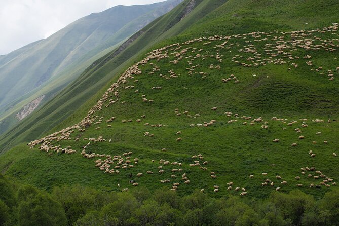 Kazbegi - One Day Private Trekking Tour to Truso Valley - Ketrisi picnic and shepherd moments you can actually slow down for