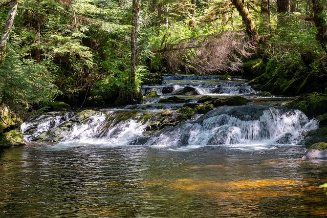 Ketchikan Magical Old-Growth Creek Trek Guided Tour - Entering the Tongass: a short trek with real rainforest payoff