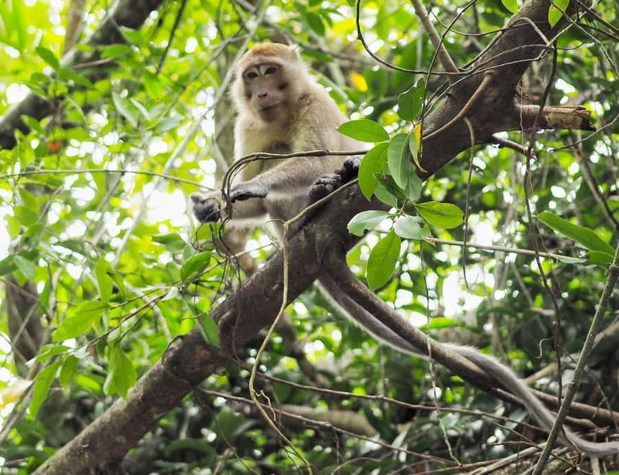Khao Lak's Little Amazon: Canoe, Trek & Waterfall Day Trip - Key things I think you’ll enjoy most