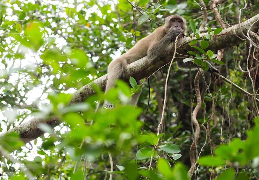 Khao Lak's Little Amazon: Canoe, Trek & Waterfall Day Trip - Sri Phang Nga National Park walk: short legs, big scenery