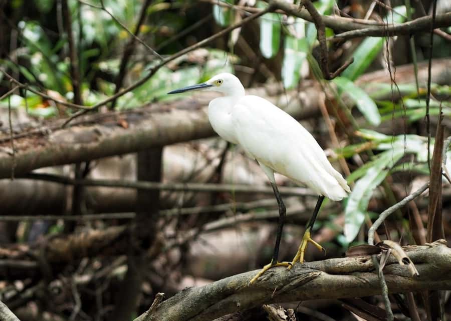 Khao Lak's Little Amazon: Canoe, Trek & Waterfall Day Trip - Namtok Tam Nang waterfall swim: cool water, close fish time