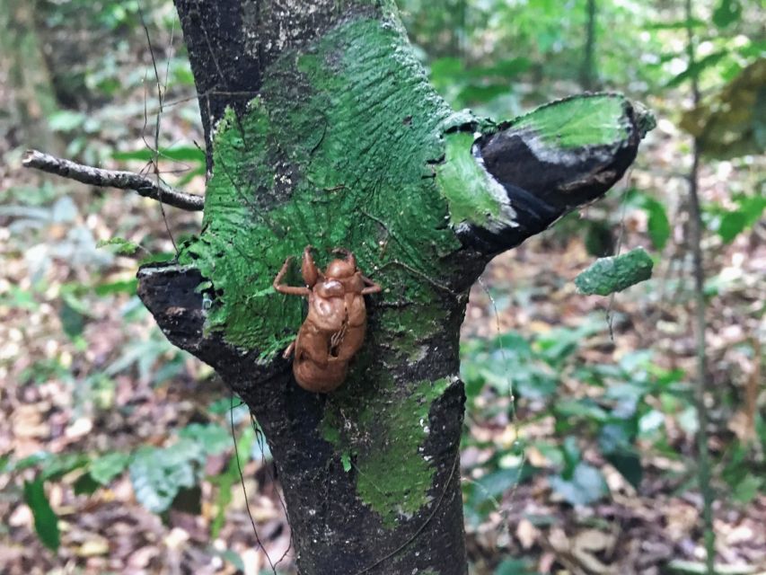 Khao Sok Jungle Day Trip - Jungle Trekking & Bamboo Rafting - Should you book this day trip?