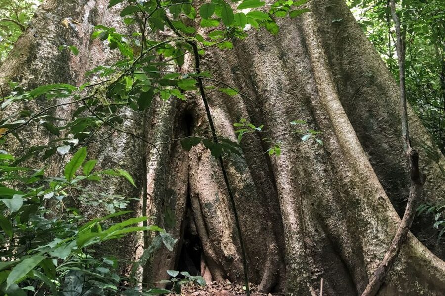 Khao Sok Jungle Day Trip - Jungle Trekking & Bamboo Rafting - First stop: pickup, viewpoint views, and setting expectations