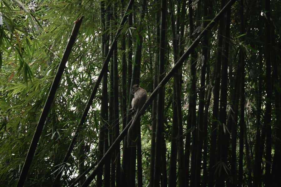 Khao Sok: Private Day Trekking, Jungle Dinner & Night Safari - Should you book it? My decision guide