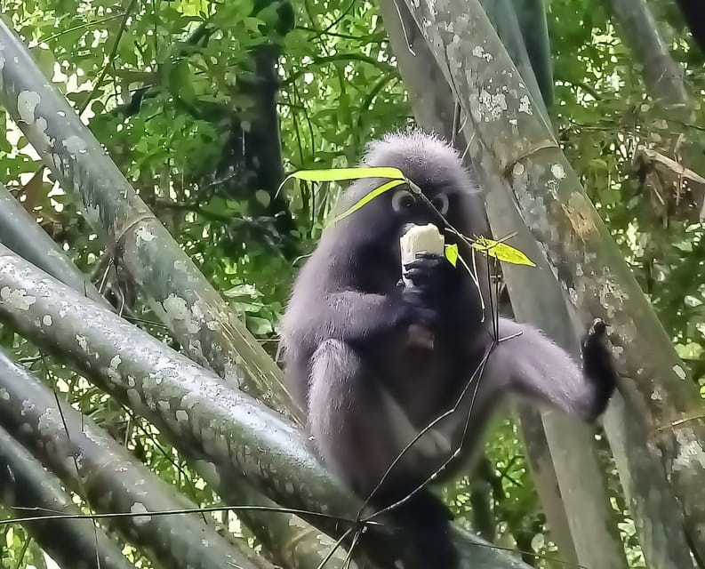 Khao Sok: Private Day Trekking, Jungle Dinner & Night Safari - Jungle dinner in bamboo: eating in the middle of the rainforest
