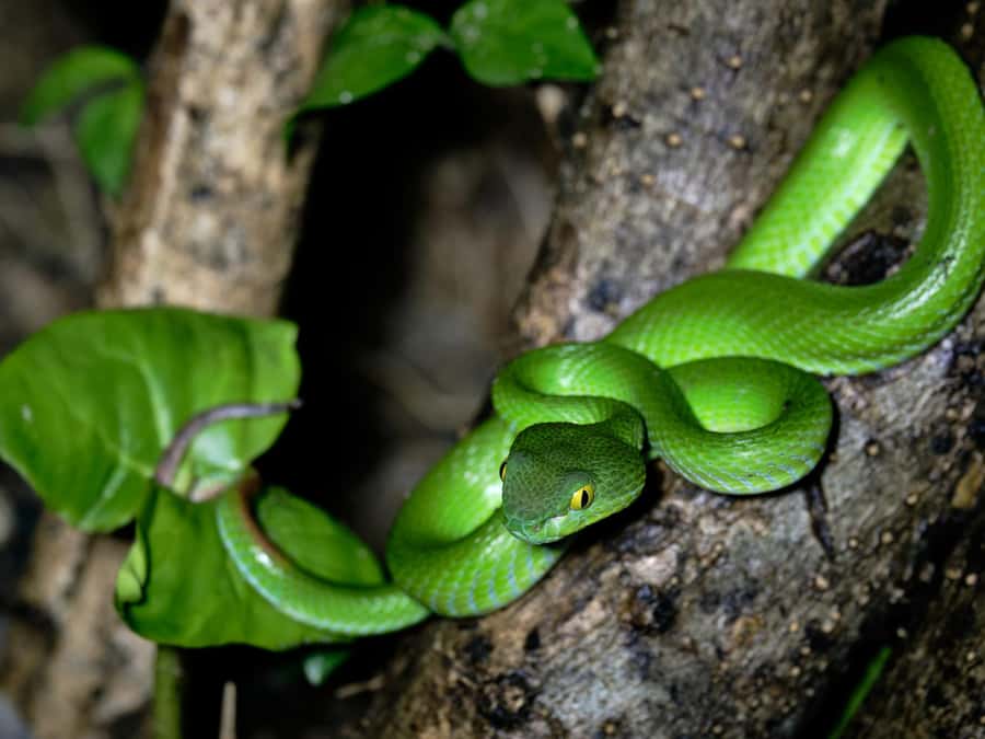 Khao Sok: Private Day Trekking, Jungle Dinner & Night Safari - Khao Sok day trekking: spotting wildlife the human way